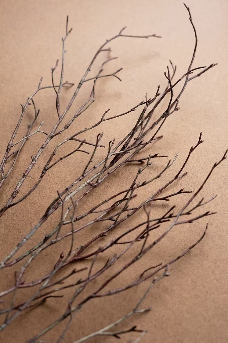 Birch Branch Stem